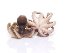 Moscardini Congelati 700-800g