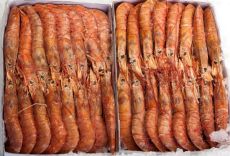 Gambero Argentino L1 10/20 2kg FIX